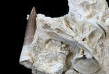 Top Quality Plesiosaur Tooth With Vertebra - Morocco #34273-3
